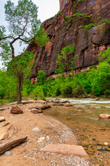 View down stream of Virgin River in Zion National Park