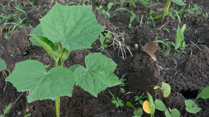 Watermelon shoots, one of the agricultural crops with good business value