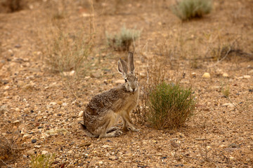 Page, Arizona / USA - August 05, 2015: A Rabbit near lake Powell, Page, Arizona, USA