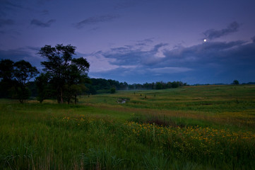 Obraz premium A Midwest prairie landscape scene of native summer wildflowers blooming at dusk.