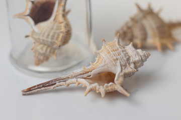 Bodegón de conchas de mar. Naturaleza muerta.