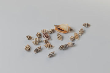 Bodegón de conchas de mar. Naturaleza muerta.
