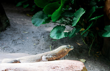 Komodo Dragon