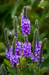Isolated view of native wildflower blue vervain blooming in the summer prairie.