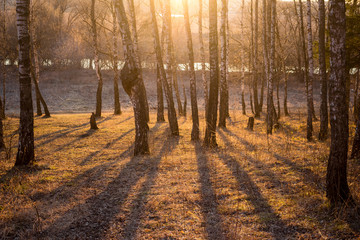 Shadows from trees in a birch grove during sunset