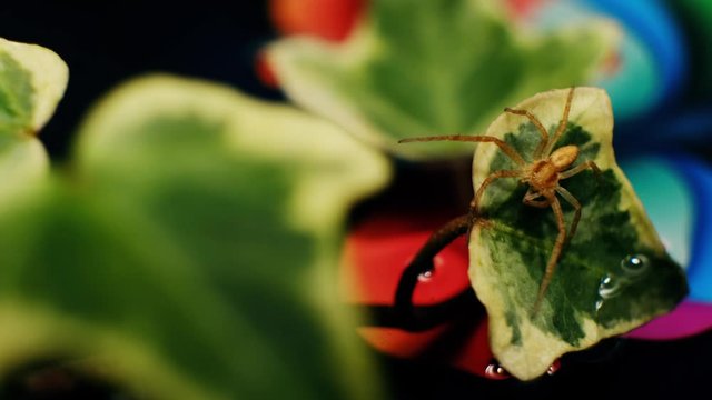 Female Running Crab Spider (Philodromus dispar) on a leaf, macro-shot