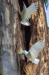 Cockatoos Wings Spread vert