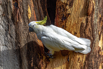 Cockatoo Side On