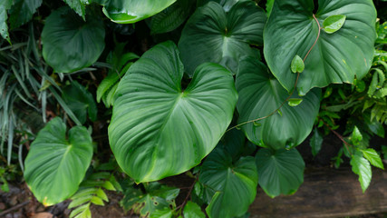 Taro leaves that grow in the middle of wild forests. The high carbohydrate content in taro makes it possible for complementary rice food ingredients