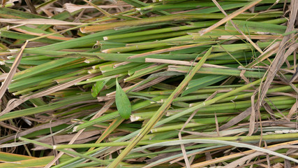 Straw stems after harvesting rice.