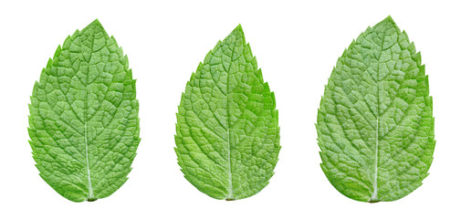 Mint leaf clipping path