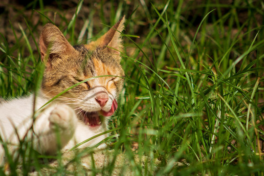 Gata feliz echada en el pasto relamiendose