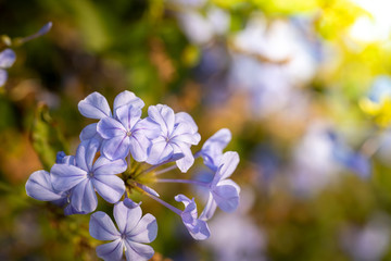 The background image of the colorful flowers