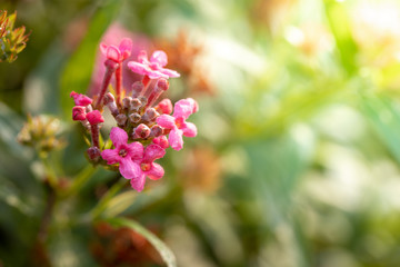 The background image of the colorful flowers