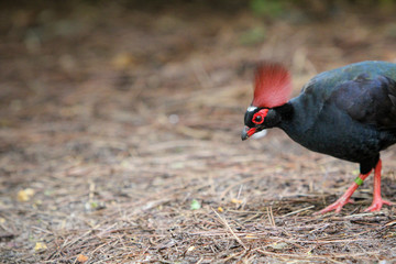 Exotic Bird