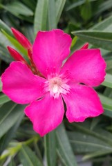 pink flower in garden