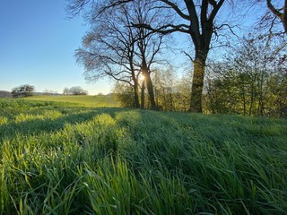 Fototapeta premium tree in field