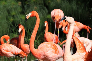 Group of Flamingoes closeup