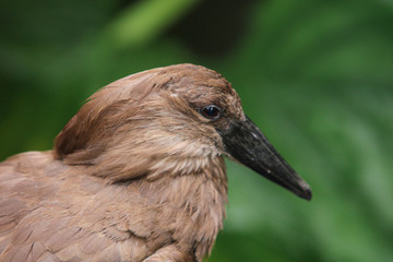 portrait of bird