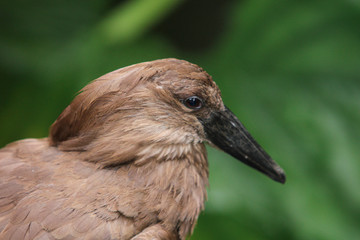 Obraz premium portrait of bird