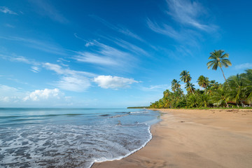 Coconut trees on the peaceful and beautiful beach of Japaratinga, Maragogi, Alagoas, Brazil on...