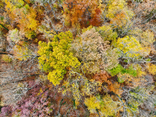 autumn leaves background