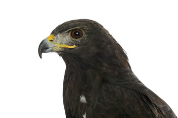 Portrait of an eagle
