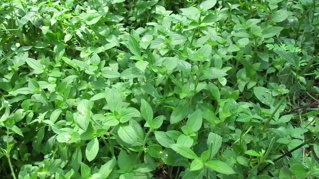 Weeds green in the nature background. Borreria alata grass or javanese called as udel-udelan.