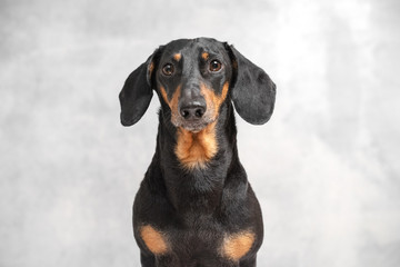Portrait of a serious obedient black and tan dachshund dog sitting isolated on gray background, looking at camera, waiting for a walk, owner or yummy. Puppy on excerpt training.