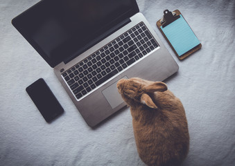 Work from home concept with laptop and Rufus Rabbit flat lay vintage setting