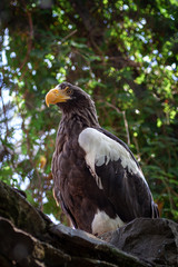 Sturdy steller's sea-eagle