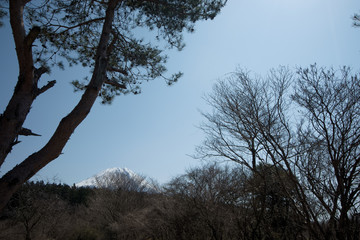 樹々の隙間から見える富士山