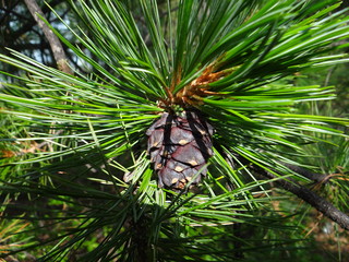 pine, tree, nature, green, branch, plant, cone, needles, needle, forest, christmas, palm, evergreen, fir, leaf, spruce, wood, conifer, flora, leaves, closeup, macro, natural, summer, close-up
