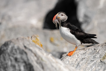 Fototapeta premium Atlantic Puffin off the coast of Maine 