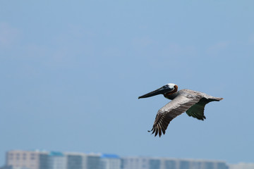 Brown Pelican in flight