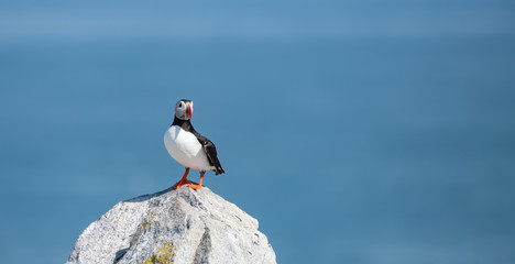 Atlantic Puffin off the coast of Maine 
