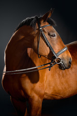 Obraz premium Portret gniadego konia z klasycznym ogłowie na białym tle na czarnym tle