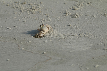 Ghost Crab_9014