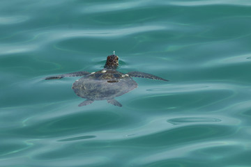 Green Sea Turtle_9261