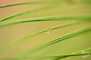 Detailed close up of a nature background