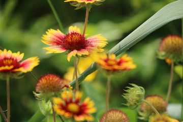 Indian Blanket Flower_9163