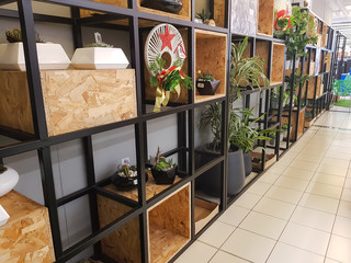 Decorative plants on display in store.