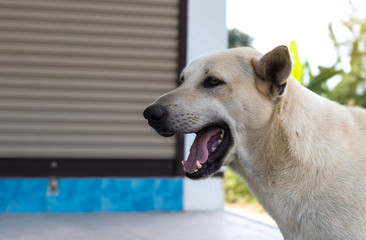 A white Thai dog with an open mouth near the metal door.