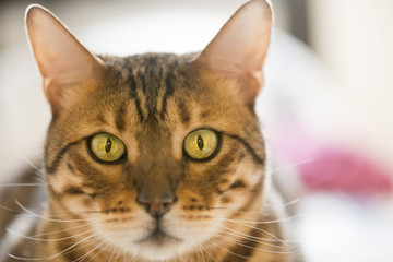 Mirada de gato bengal