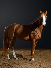 Obraz premium Portrait of bay horse with classic bridle isolated on black background