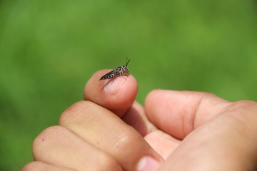 bug in hand