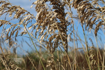 Ponce Inlet Beach - sea oats_6168