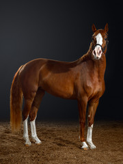 Obraz premium Portrait of bay horse with classic bridle isolated on black background