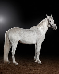 Obraz na płótnie Canvas beautiful white horse portrait with classic bridle isolated on black background