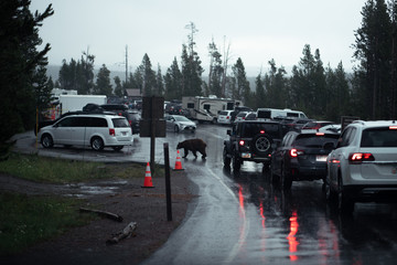 Bear in Yellowstone National Park